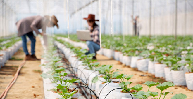 A real importância das cooperativas no agronegócio