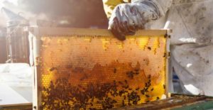 Leia mais sobre o artigo Dicas para iniciar na apicultura