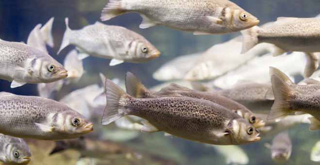 criacao de peixes agronegocio brasileiro